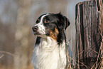 Australian Shepherd Portrait