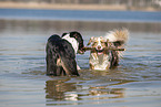 Australian Shepherds