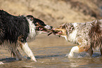 Australian Shepherds