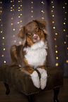liegender Australian Shepherd