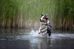 rennender Australian Shepherd