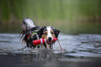Australian Shepherd spielt im Wasser