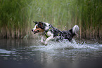 rennender Australian Shepherd