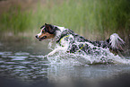 rennender Australian Shepherd