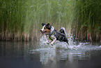 rennender Australian Shepherd