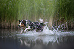 rennender Australian Shepherd