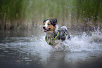 rennender Australian Shepherd