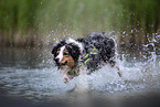 rennender Australian Shepherd