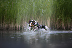 rennender Australian Shepherd