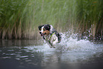 rennender Australian Shepherd