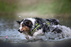 rennender Australian Shepherd