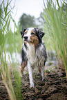 stehender Australian Shepherd