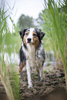 stehender Australian Shepherd