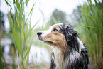 Australian Shepherd Portrait