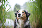 Australian Shepherd Portrait