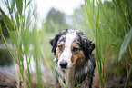 Australian Shepherd Portrait