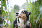 Australian Shepherd Portrait