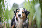 Australian Shepherd Portrait