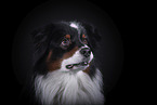 Australian Shepherd Portrait