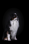 sitzender Australian Shepherd