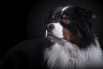 Australian Shepherd Portrait