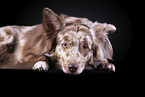 liegender Australian Shepherd
