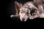 liegender Australian Shepherd