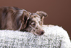 liegender Australian Shepherd