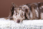 liegender Australian Shepherd