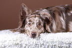 liegender Australian Shepherd