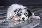 liegender Australian Shepherd