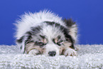 liegender Australian Shepherd