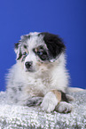 liegender Australian Shepherd