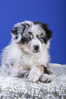 liegender Australian Shepherd