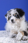 liegender Australian Shepherd