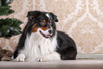 liegender Australian Shepherd