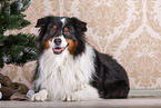 liegender Australian Shepherd