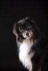 fizzy Australian Shepherd