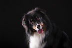 fizzy Australian Shepherd