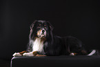 fizzy Australian Shepherd