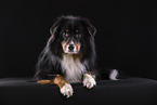 fizzy Australian Shepherd