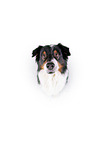 sitzender Australian Shepherd