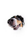 Australian Shepherd Portrait