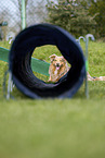 Australian Shepherd auf der Wiese