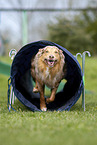 Australian Shepherd auf der Wiese