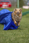 Australian Shepherd auf der Wiese