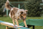 Australian Shepherd beim Agility