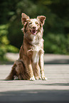 sitzender Australian Shepherd