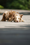 liegender Australian Shepherd