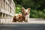 liegender Australian Shepherd